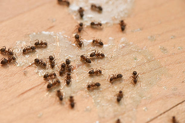 Best Emergency Pest Control  in Fredericktown, OH